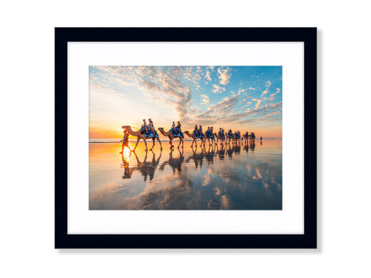 Sunset Photo of the Cable Beach Camels in Broome Western Australia. Available as a fine art framed photo print.