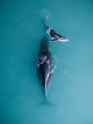Mother mum and baby humpback whale off the kimberley coast at cape leveque from a drone fine art framed photo on canvas