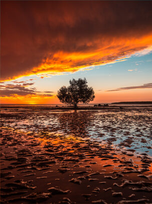 Roebuck Bay sunset mangrove nikon dslr from miles away matt deakin photography framed canvas print