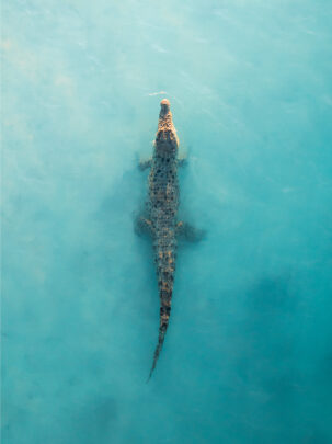 Saltwater Crocodile aerial drone photo from Broome, Willie Creek From Miles Away Matt Deakin available as a fine art framed or canvas print