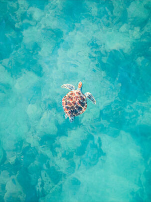 Green Turtle in Blue Water at James Price Point in Broome Western Australia