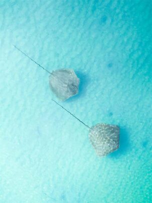 two stingrays swimming in shallow water in Barred Creek Broome, Western Australia available as a fine art photo print on canvas or framed art by matt deakin from miles away salty wings drone