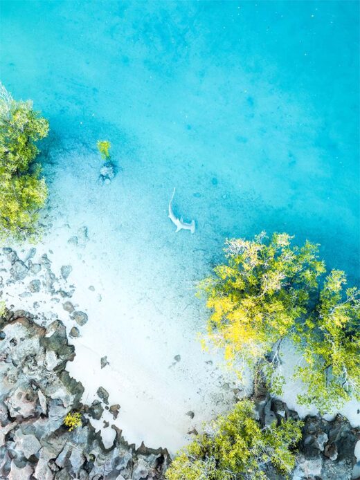 Barred Creek Hammerhead Shark drone photo available as a fine art photography print on canvas by matt deakin from miles away salty wings